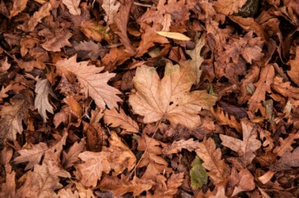 Je tuin herfstklaar maken: 10 stappen