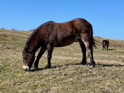 Grote Grazer in Bergen aan Zee